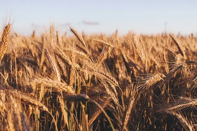 pszenica durum